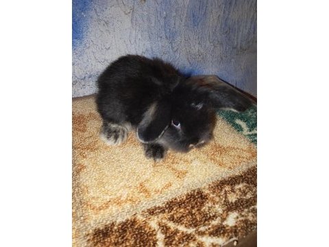 Teddy lop tavşan yavrular mavi göz yavrular