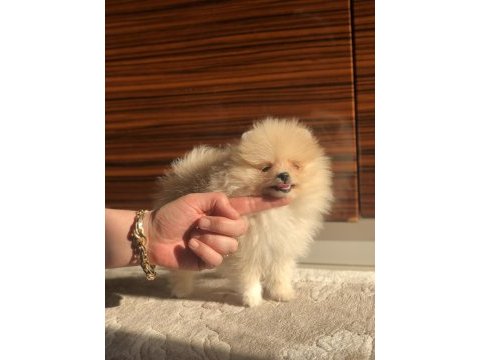 2.5 aylık dişi mini pomeranian boo