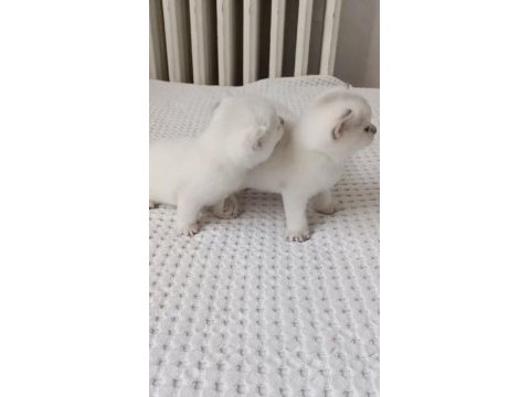 Uygun british shorthair