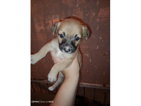 Corgi / jack russell