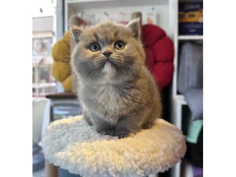 Top kafa kısa kulak safkan show kalite british shorthair