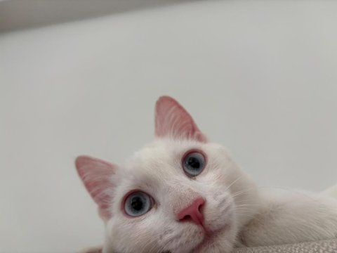 Mavi gözlü beyaz tekir kedi 5 aylık dişi