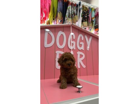 Kıvır kıvır poodle yavrularım ömürlük ailesini arıyor
