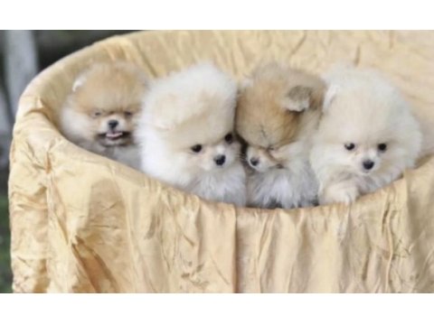 Pomeranian boo tedy bear