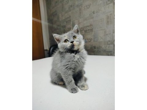 British shorthair yavruları