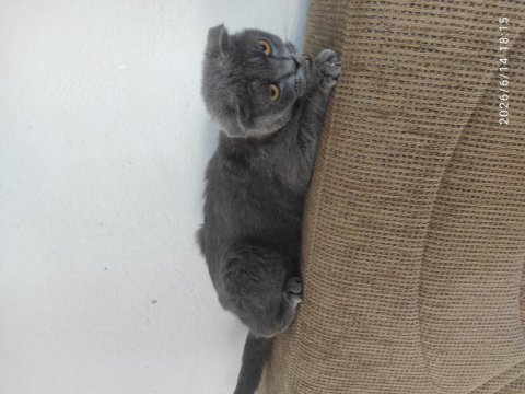 Şehir değişikliği için scottish fold