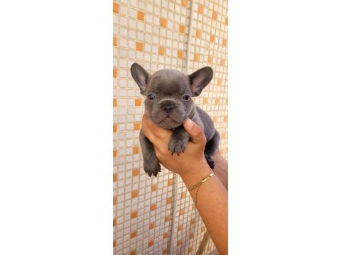 Teslime hazır french bulldog yavruları