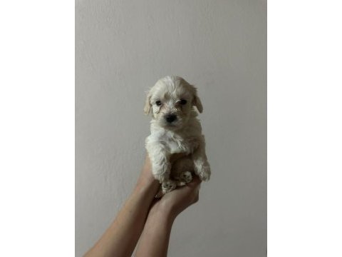 Yavru maltese terrierler