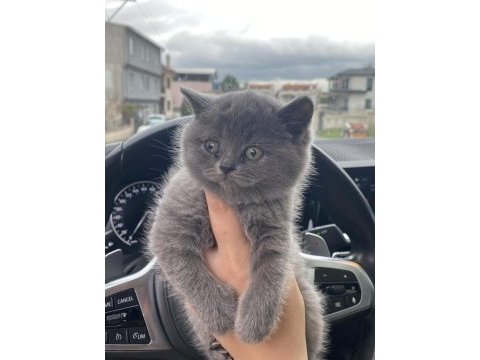 Birbirinden güzel brıtısh shorthair yavrularım