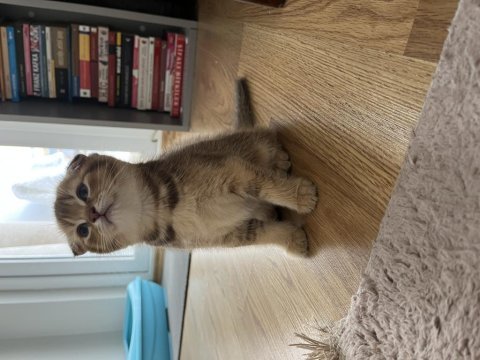Golden dişi scottish fold