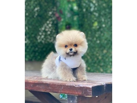 Pomeranian boo yavrular
