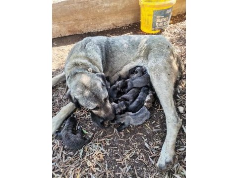 Mersin a kalitede anadolu çoban köpeklerimiz