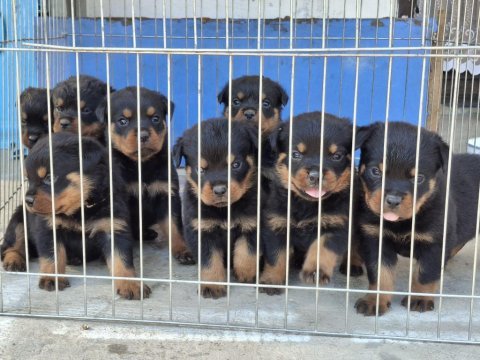 A şecereli macar koca kafa küt burun rottweiler yavrular