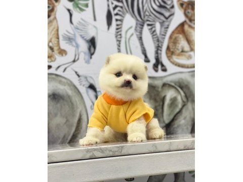 Pomeranian köpeği