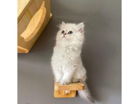 British longhair ay1133 erkek muhteşem tip