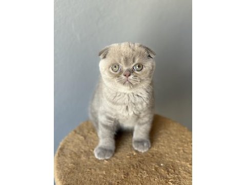 Scottish fold kedisi