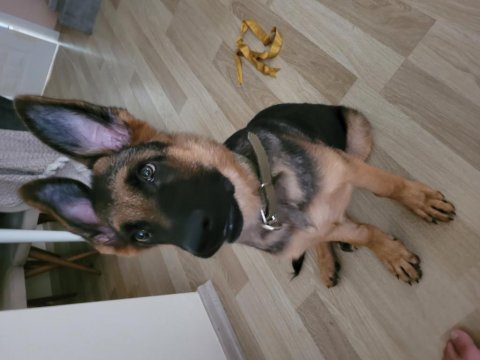 K9 safkan alman kurdu erkek yavru