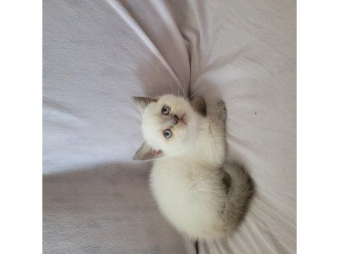 Güzel british shorthair yavrular