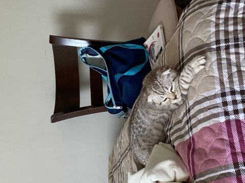 4.5 aylık scottish fold kedi sahiplendirmek istiyorum