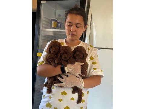 Kore toy poodle bebeklerimiz