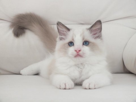 Full şecereli ragdoll yavruları