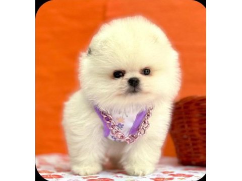 Safkan pomeranian yavrular