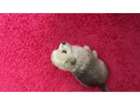 4 aylık dişi terrier köpek