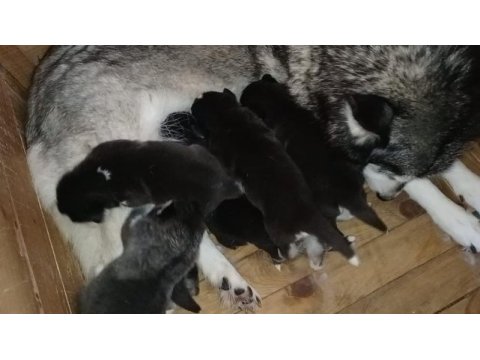 Husky yavrularım yeni ailesini bekliyor