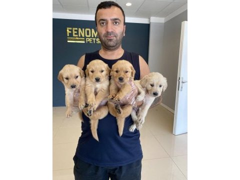 Show kalite maltipo yavrulr çeşit çeşit yavrulr ank