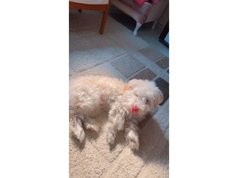 8 aylık erkek maltese terrier lattemizi sahiplendiriyoruz