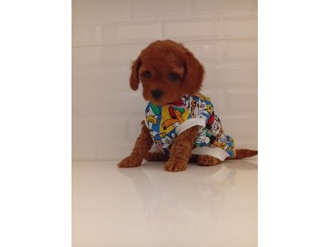 Toy poodle anne altından kaliteli