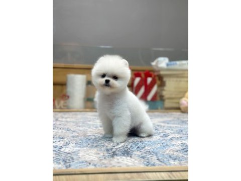 Irk ve sağlık garantili pomeranian boo yavrularımız