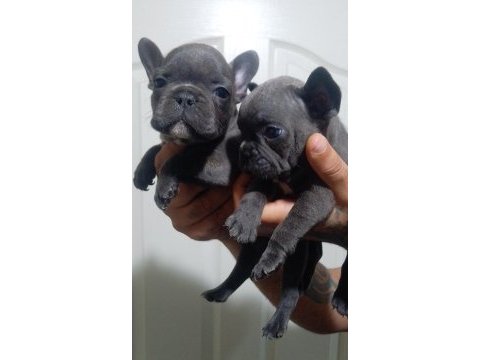 French bulldog köpeğimiz