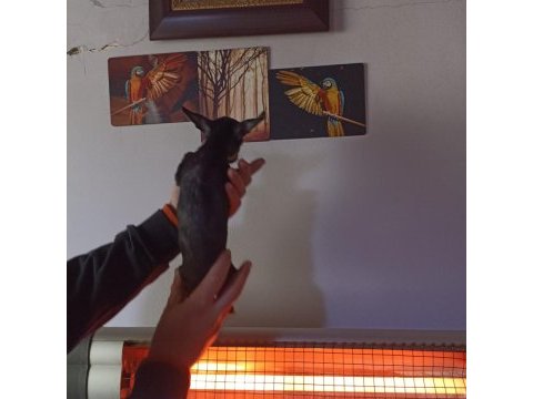 0 numara dişi pinscher çok ufak olacak