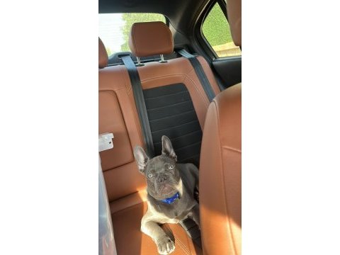 Erkek 4 aylık french bulldog tüm aşıları yapıldı
