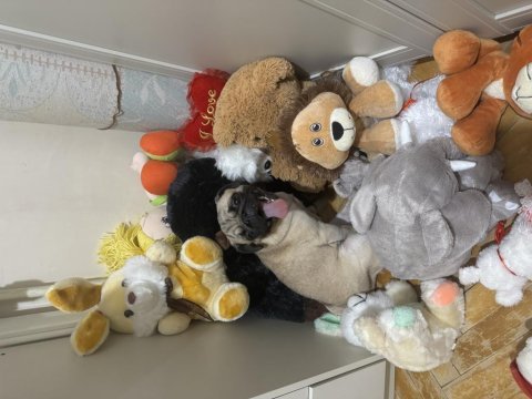 Yetişkin dişi pug
