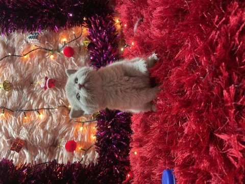 Her renk her cins british shorthair yavrumuz mevcuttur