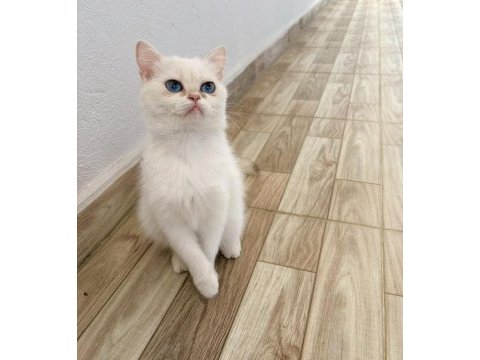 Kısır dişi british shorthair 9 aylık
