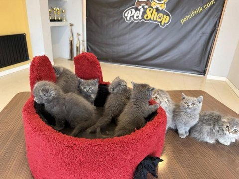 Orjinal scottish fold yavrular renk renk ankara