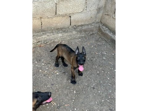 Belçika kurdu yavrularımız