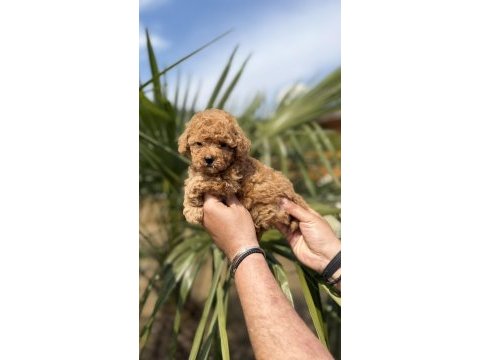 Toy poodle yavrularımız