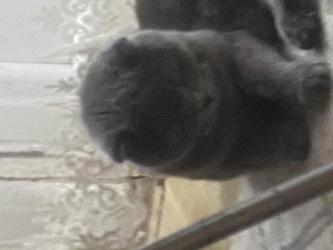 Scottish fold yetişkin kedimiz