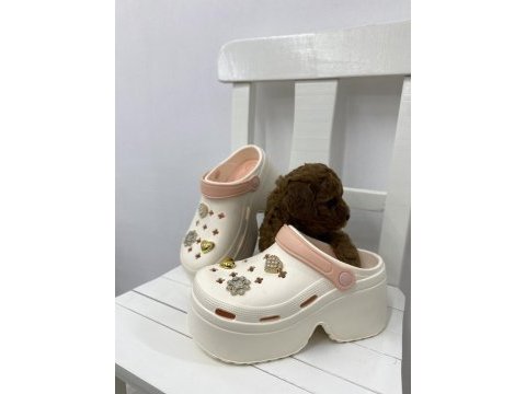 Toy poodle yavru