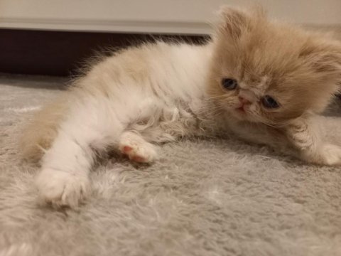 İran egzotik longhair 1 buçuk aylık erkek