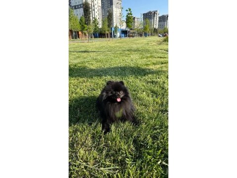 3 aylık pomeranian köpeğimiz
