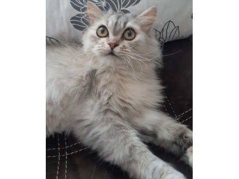 Çok güzel chinchilla kedim yeni yuvasını arıyor