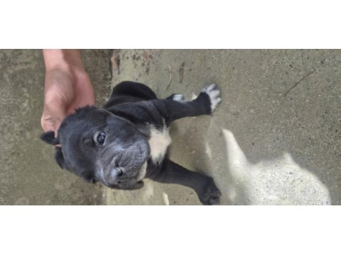 Cane corso yavruları
