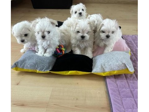 Korean maltese 1.250 gram