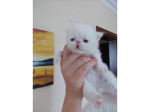 Persian bebeklerimiz