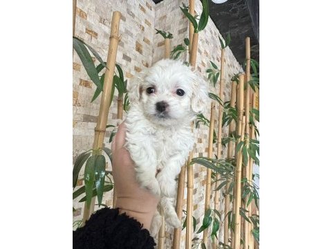 Maltese terrier 60 günlük köpeğimiz